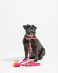 Adjustable Pet Collar – Durable & Comfortable for Dogs & Cats