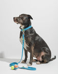 Adjustable Pet Collar – Durable & Comfortable for Dogs & Cats