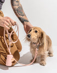 Adjustable Pet Collar – Durable & Comfortable for Dogs & Cats