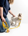 Adjustable Pet Collar – Durable & Comfortable for Dogs & Cats