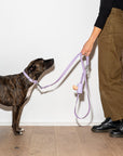Adjustable Pet Collar – Durable & Comfortable for Dogs & Cats