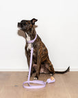 Durable Pet Leash – Comfortable & Secure Walking Lead