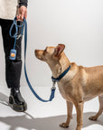 Adjustable Pet Collar – Durable & Comfortable for Dogs & Cats