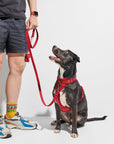 Adjustable Pet Harness – Comfortable & Secure for Dogs & Cats