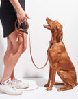 Adjustable Pet Collar – Durable & Comfortable for Dogs & Cats