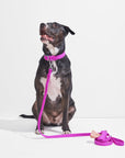 Collar Walk Kit – Convenient Pet Walking Set