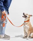 Adjustable Pet Collar – Durable & Comfortable for Dogs & Cats