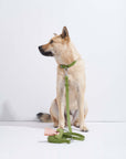 Adjustable Pet Collar – Durable & Comfortable for Dogs & Cats