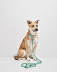 Adjustable Pet Collar – Durable & Comfortable for Dogs & Cats