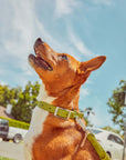 Adjustable Pet Collar – Durable & Comfortable for Dogs & Cats