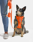Durable Pet Leash – Comfortable & Secure Walking Lead