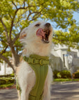 Adjustable Pet Harness – Comfortable & Secure for Dogs & Cats