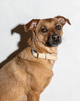 Adjustable Pet Collar – Durable & Comfortable for Dogs & Cats