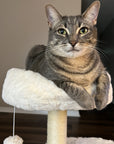 Milk Cloud Cat Tree - Pawhearth