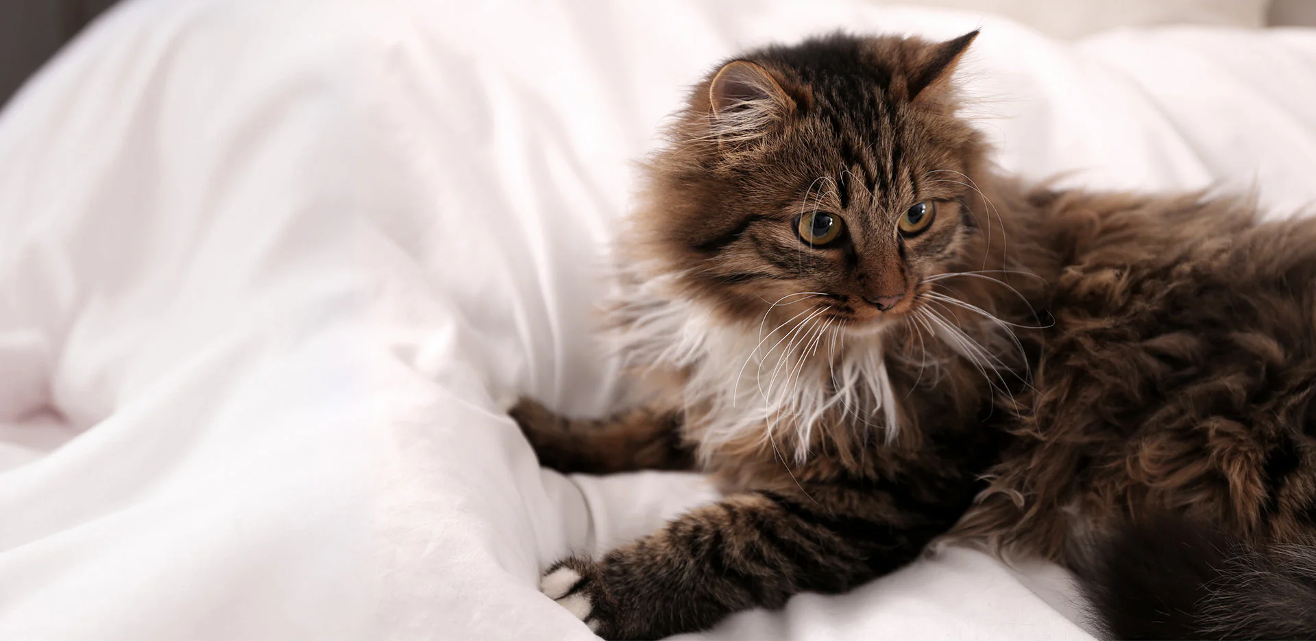 Why Do Cats Knead? The Endearing Secret Behind This Feline Ritua