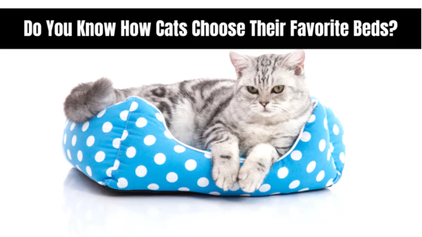 Do You Know How Cats Choose Their Favorite Beds?