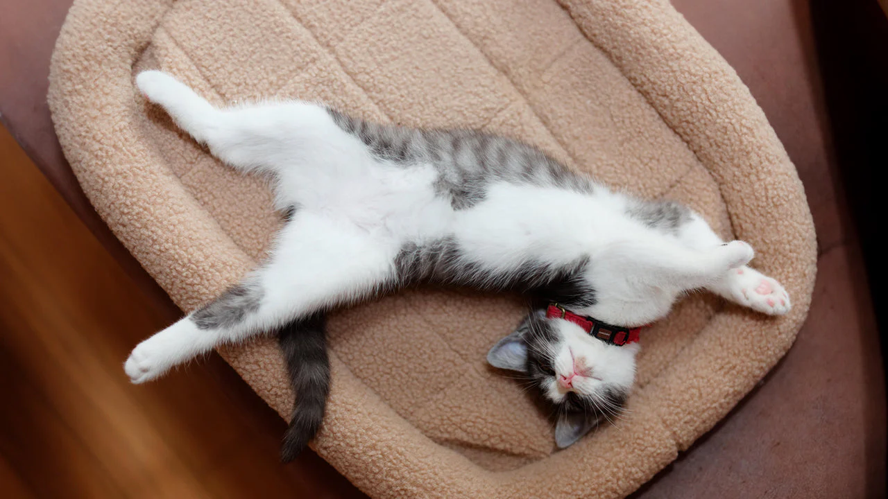 💤 The Secret Dreams of a Sleeping Cat