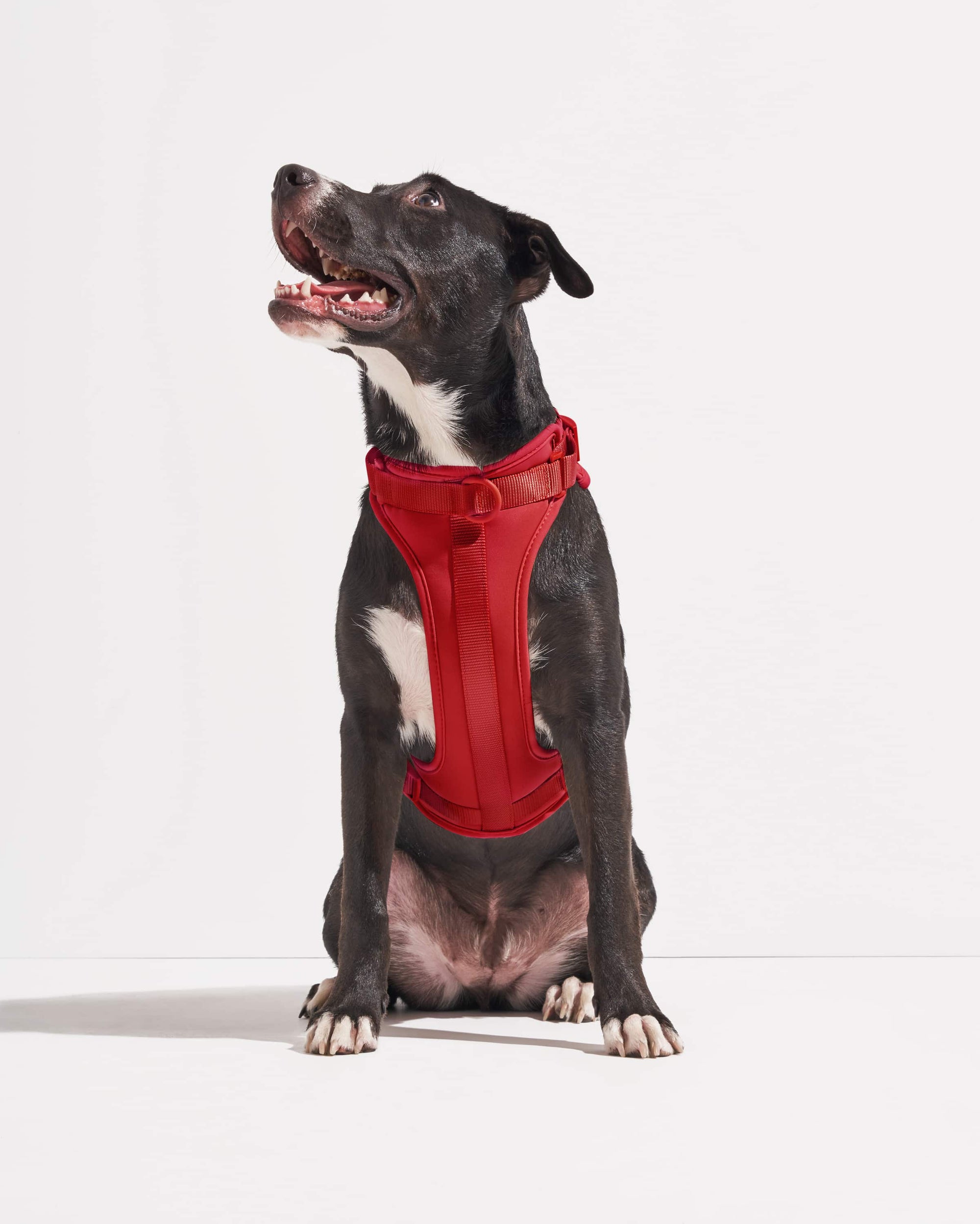 Adjustable Pet Harness – Comfortable &amp; Secure for Dogs &amp; Cats