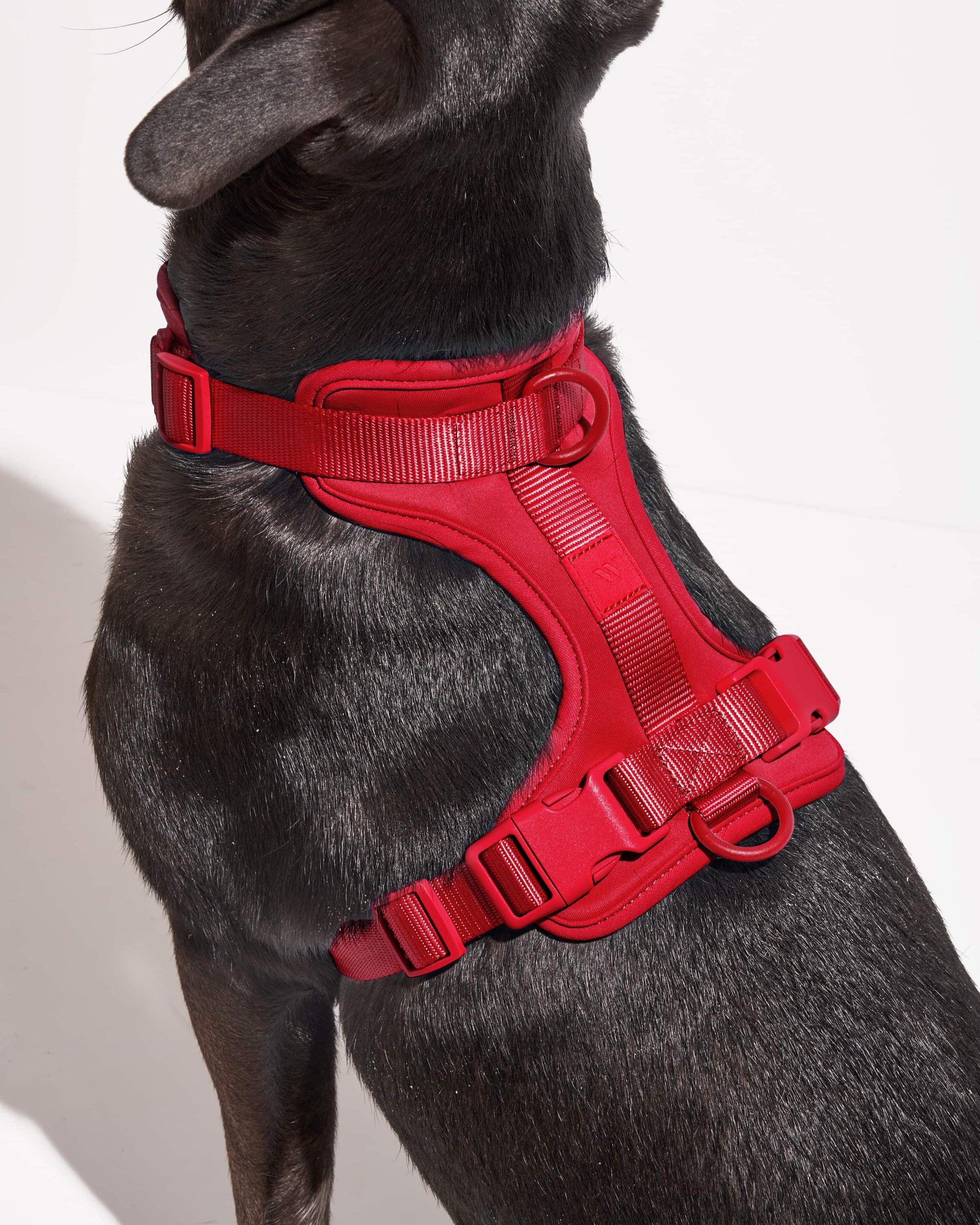 Adjustable Pet Harness – Comfortable &amp; Secure for Dogs &amp; Cats