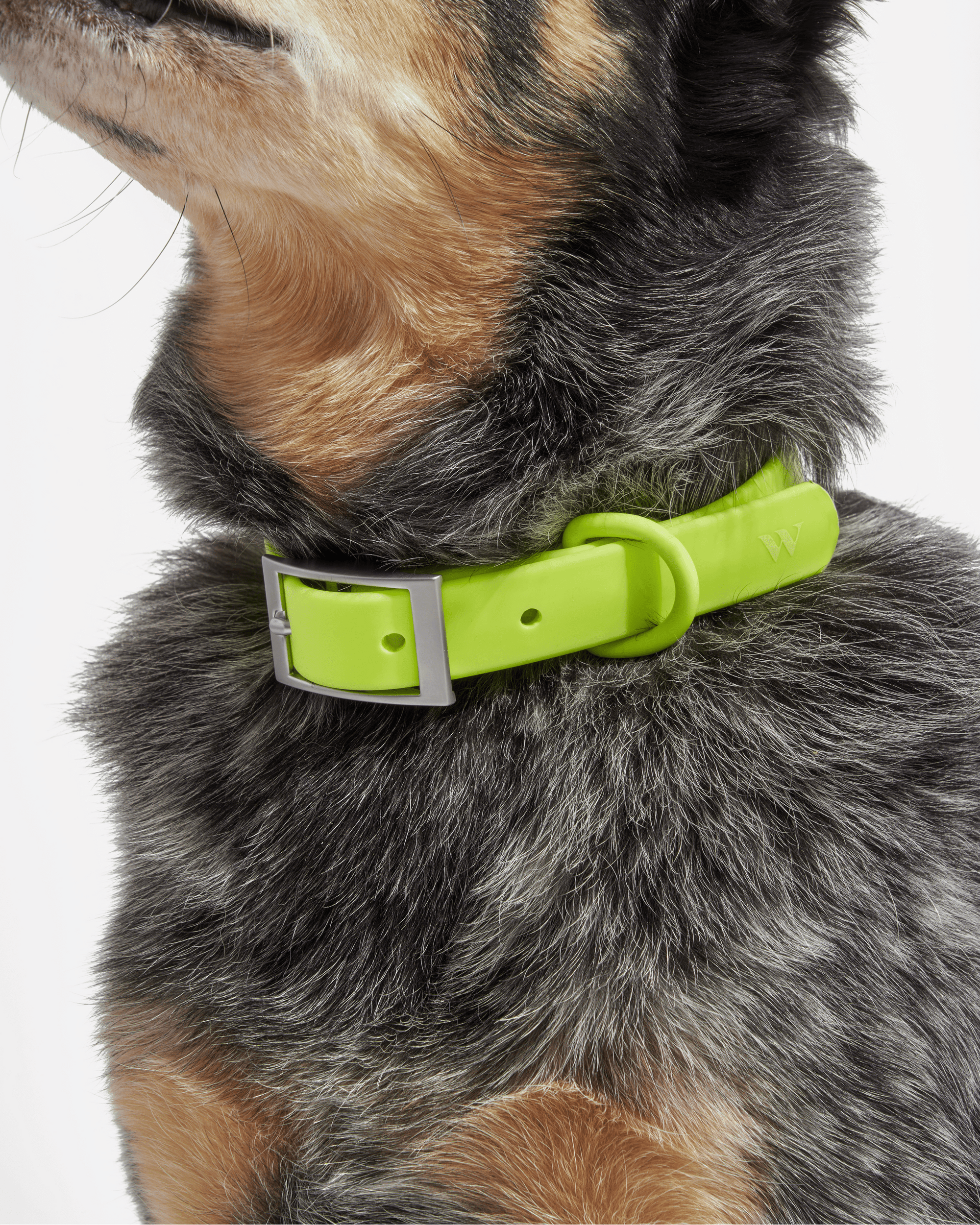 Adjustable Pet Collar – Durable &amp; Comfortable for Dogs &amp; Cats