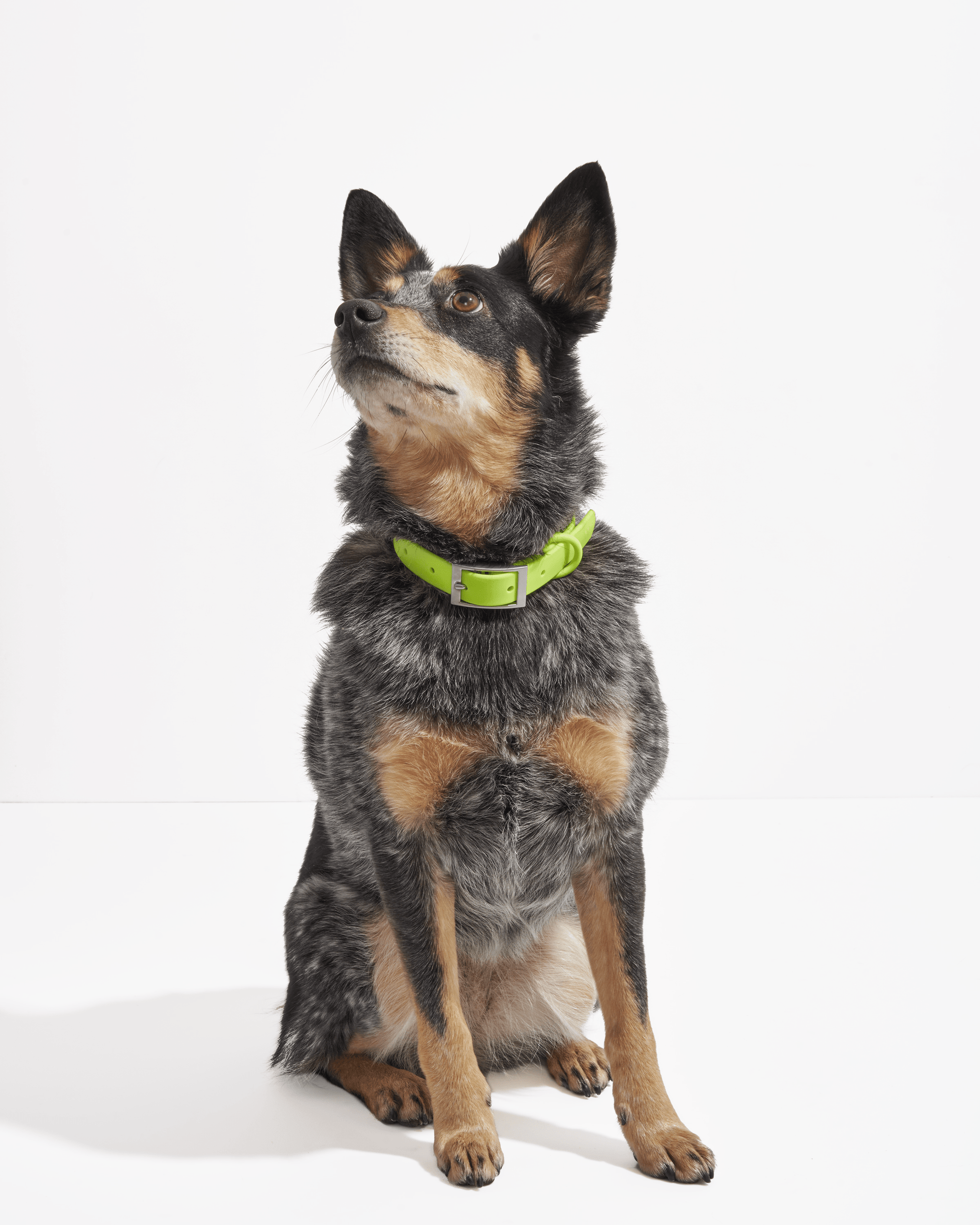 Adjustable Pet Collar – Durable &amp; Comfortable for Dogs &amp; Cats