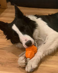Durable Cotton Rope Interactive Tug Dog Toy