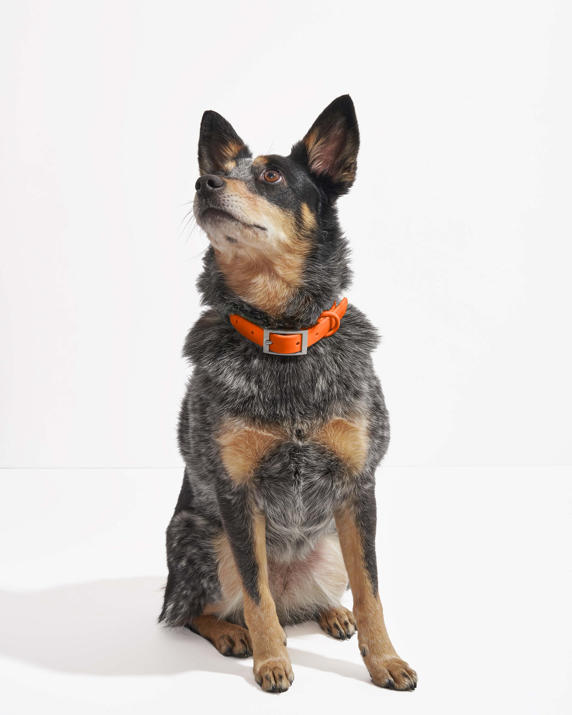 Adjustable Pet Collar – Durable &amp; Comfortable for Dogs &amp; Cats