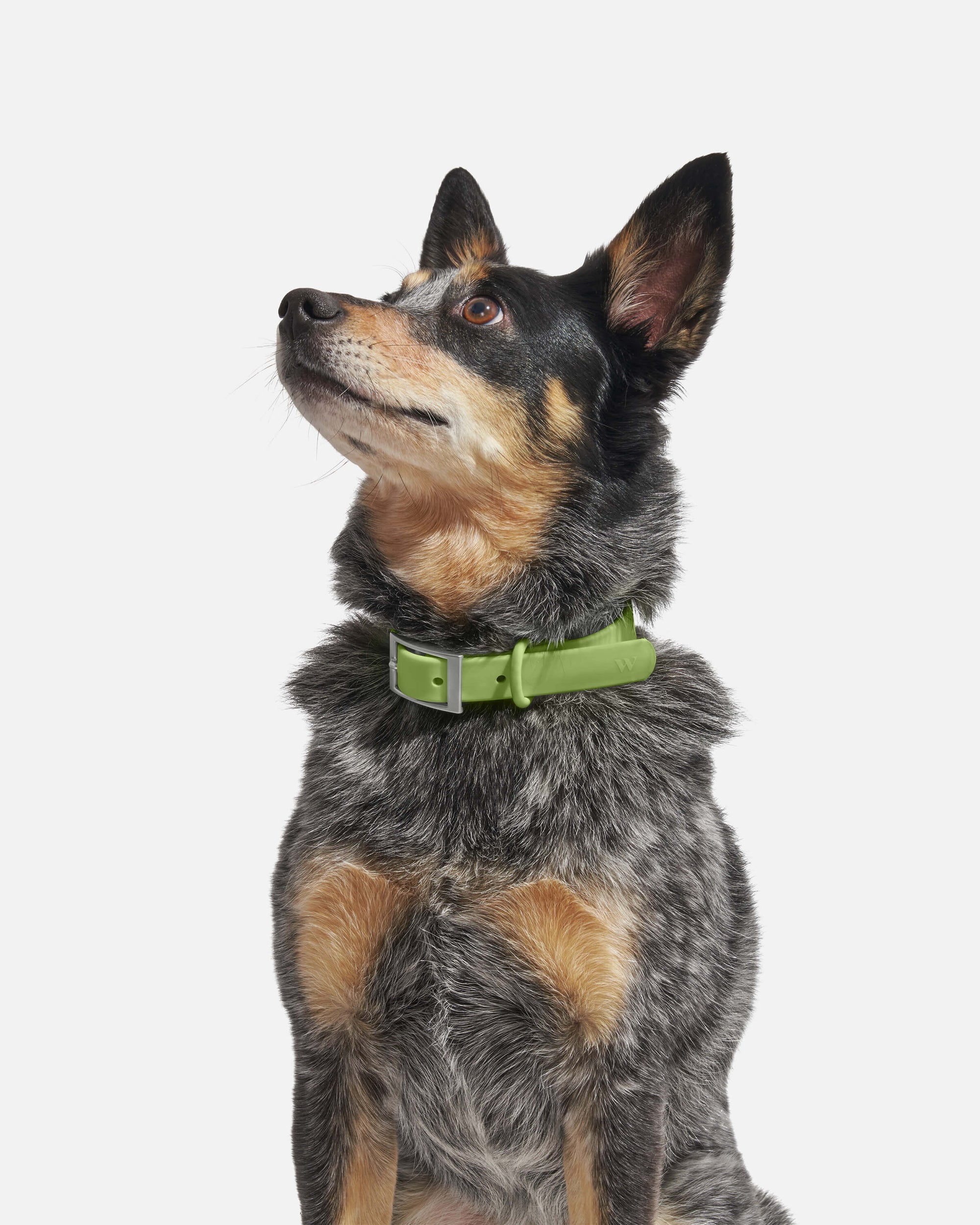 Adjustable Pet Collar – Durable &amp; Comfortable for Dogs &amp; Cats