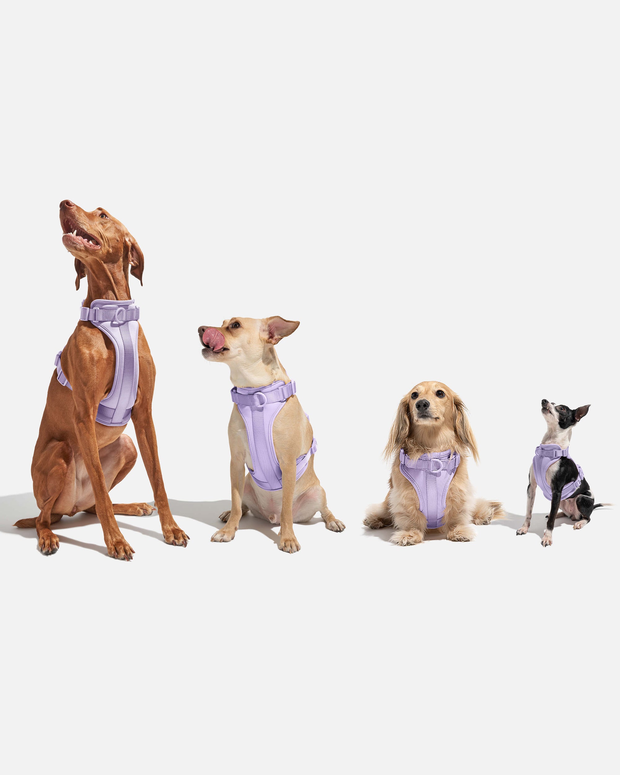 Adjustable Pet Harness – Comfortable &amp; Secure for Dogs &amp; Cats