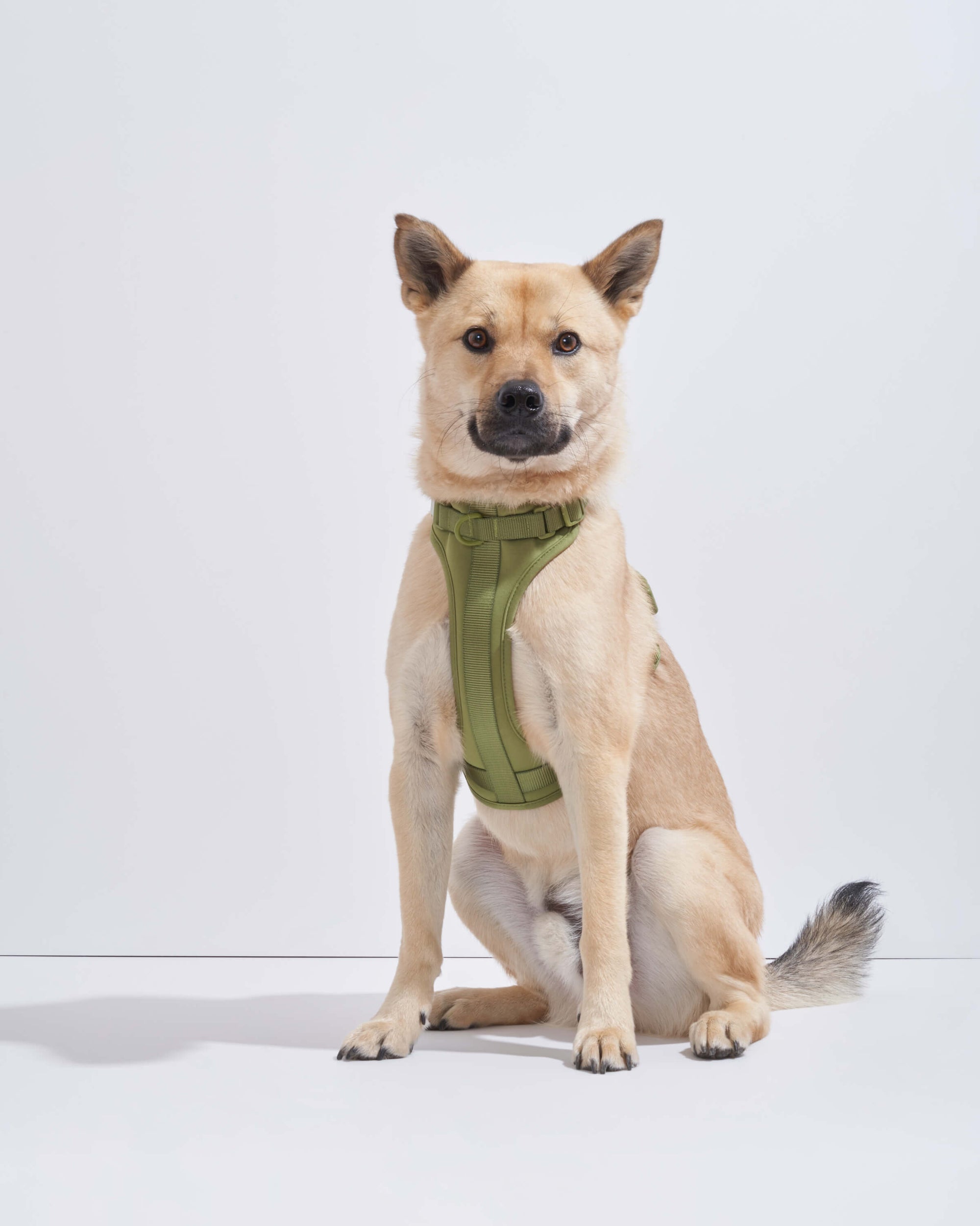 Adjustable Pet Harness – Comfortable &amp; Secure for Dogs &amp; Cats