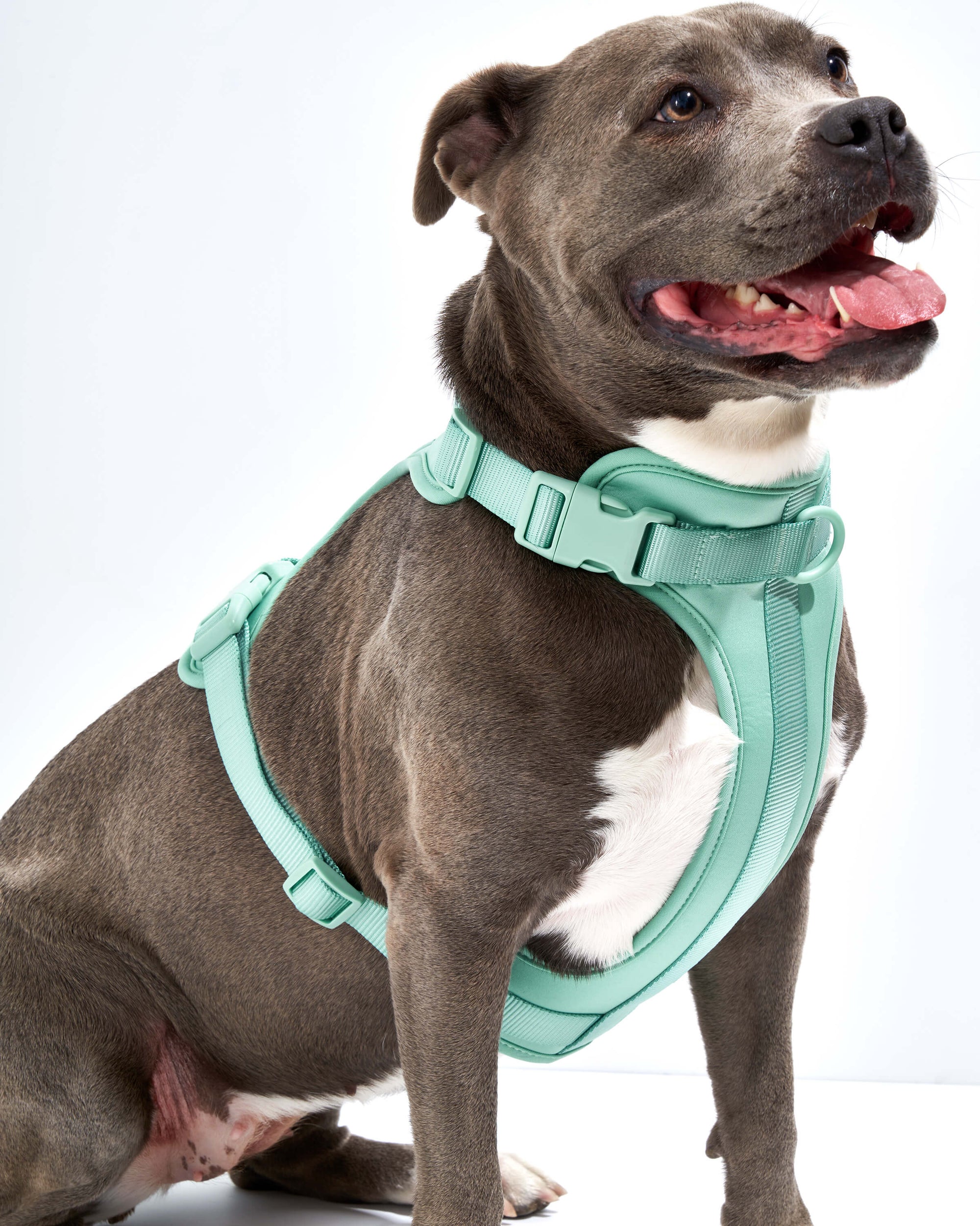 Adjustable Pet Harness – Comfortable &amp; Secure for Dogs &amp; Cats
