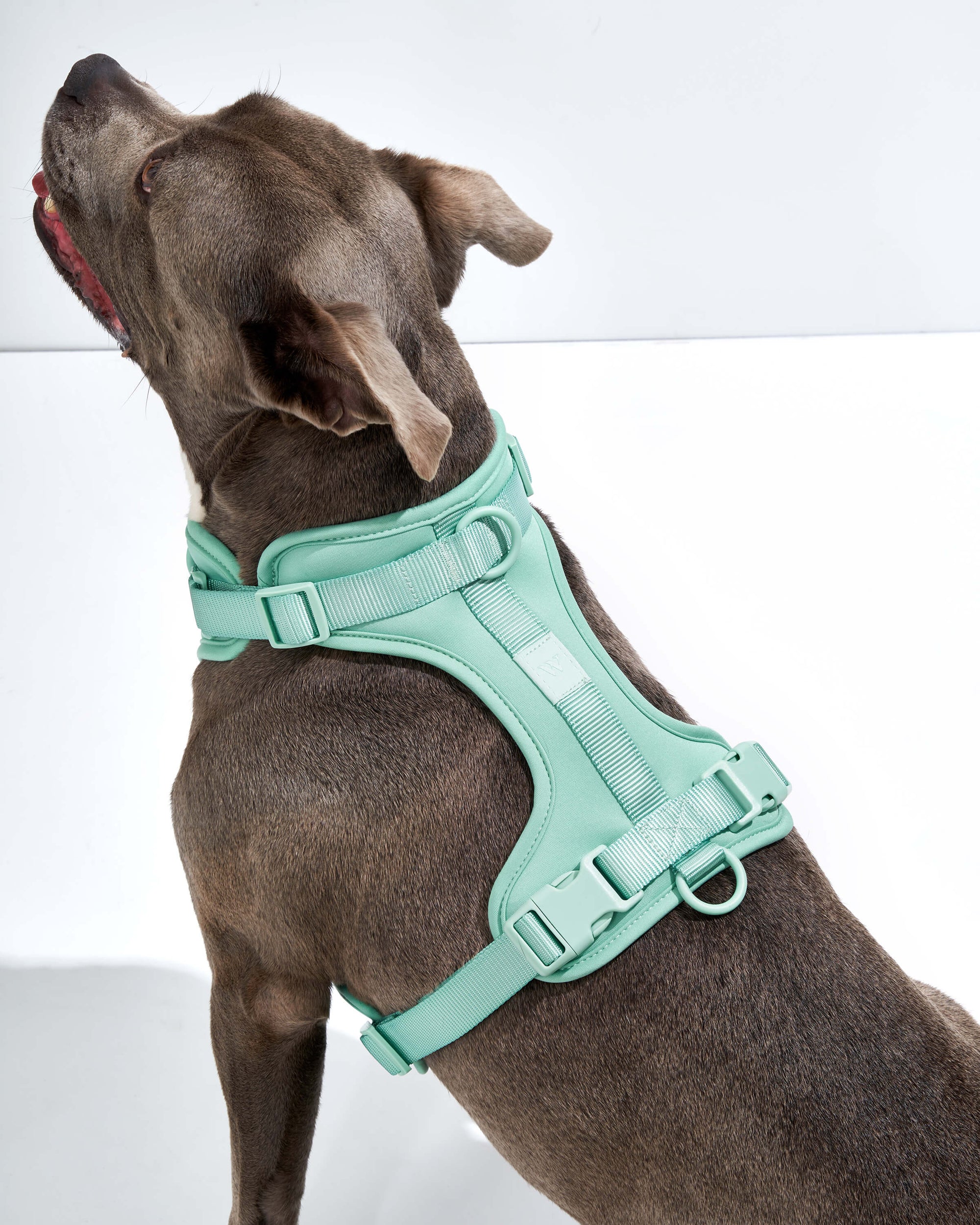 Adjustable Pet Harness – Comfortable &amp; Secure for Dogs &amp; Cats
