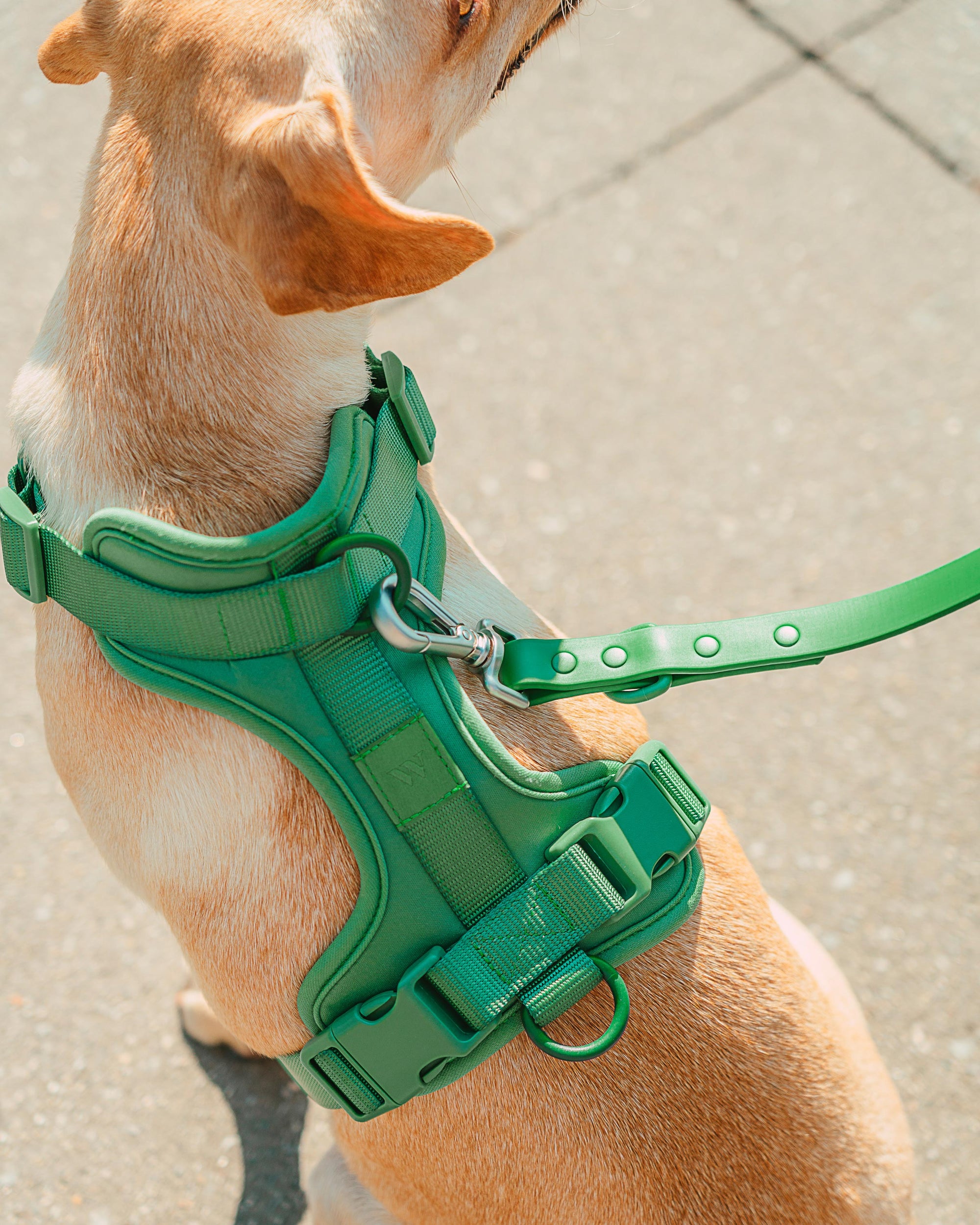 Adjustable Pet Harness – Comfortable &amp; Secure for Dogs &amp; Cats