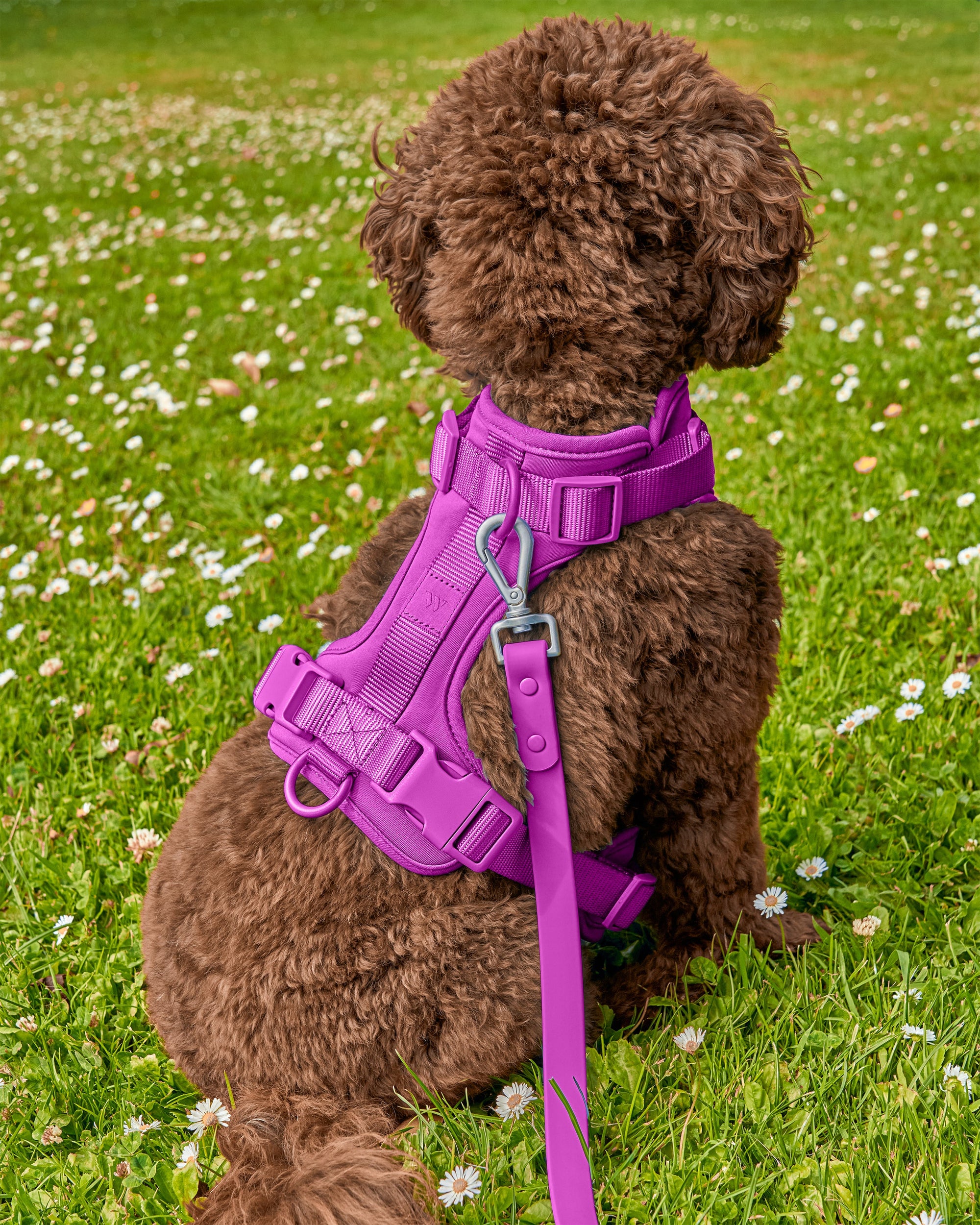 Adjustable Pet Harness – Comfortable &amp; Secure for Dogs &amp; Cats