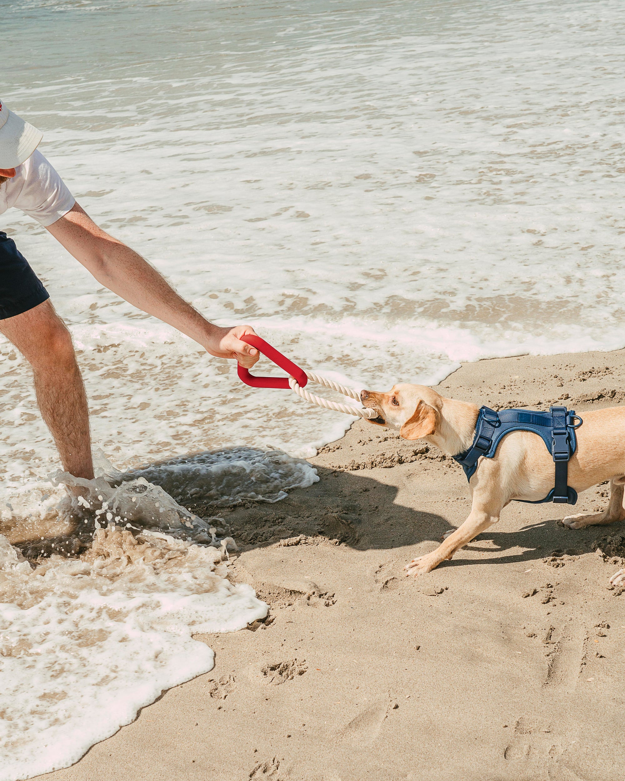 Adjustable Pet Harness – Comfortable &amp; Secure for Dogs &amp; Cats