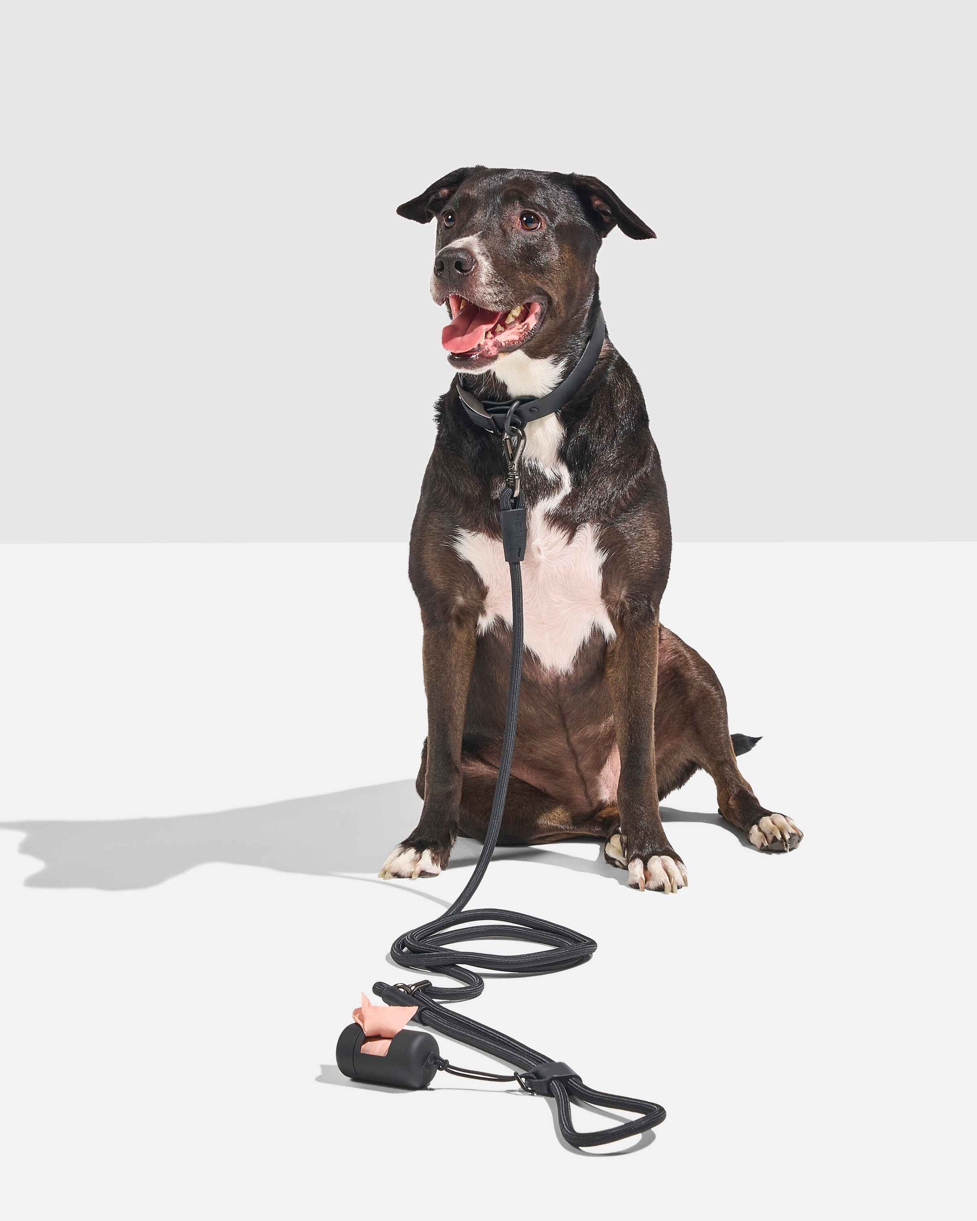 Hands-Free Collar Walk Kit - Pawhearth