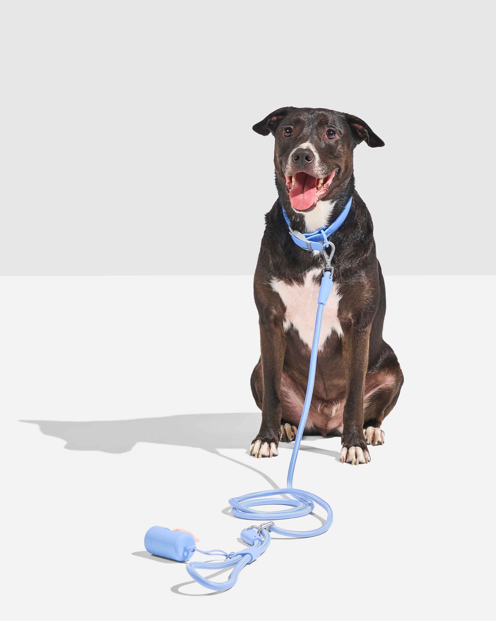 Hands-Free Collar Walk Kit - Pawhearth