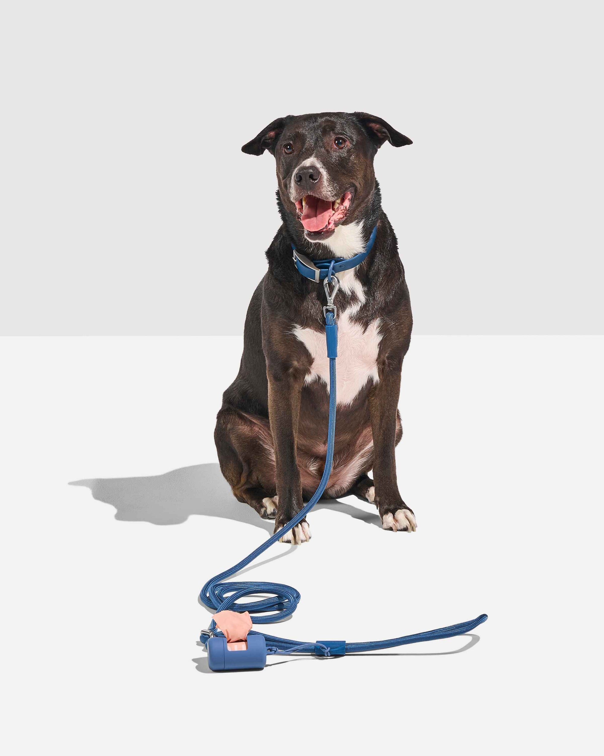 Hands-Free Collar Walk Kit - Pawhearth