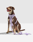 Hands-Free Rope Leash - Pawhearth