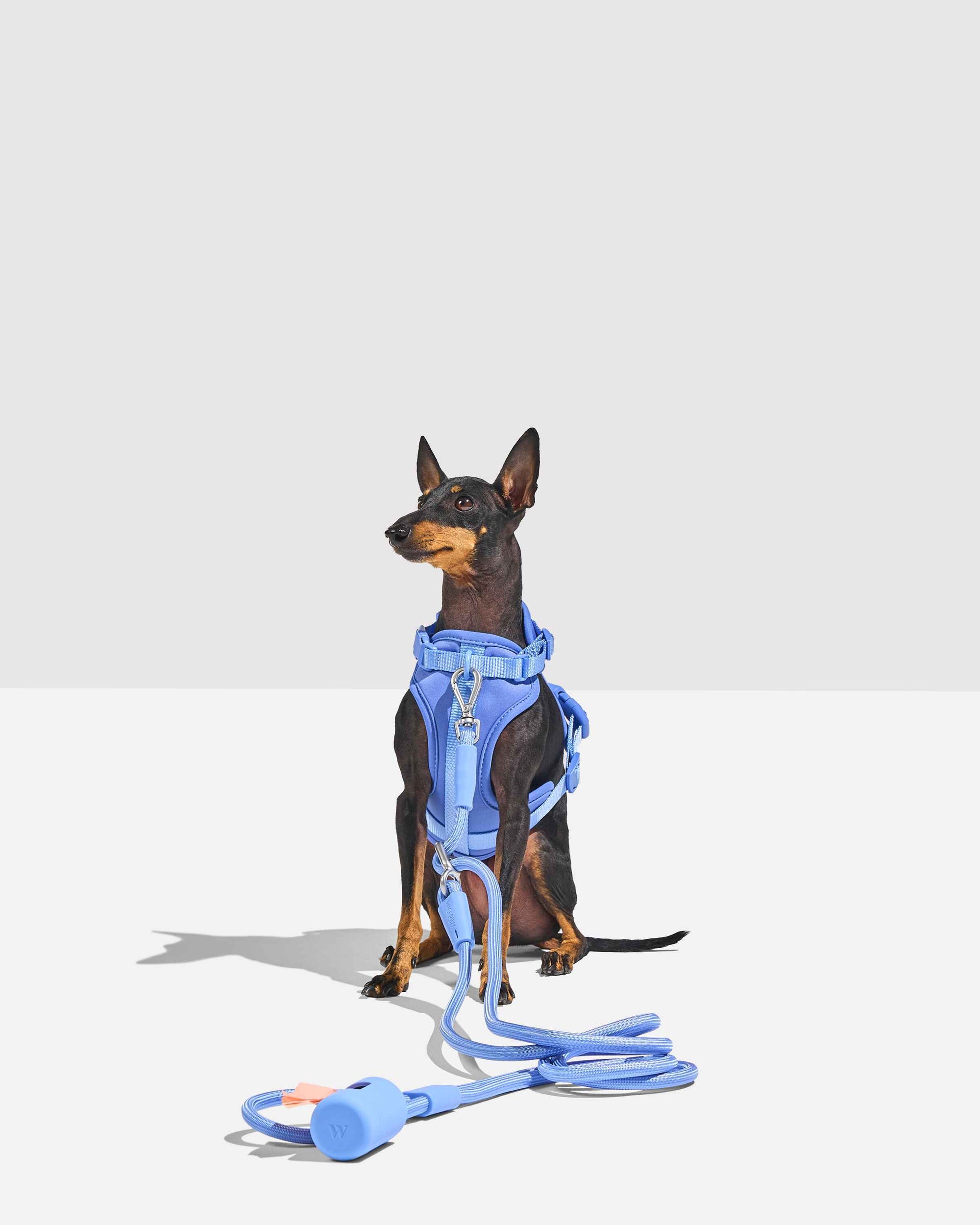Hands-Free Harness Walk Kit - Pawhearth