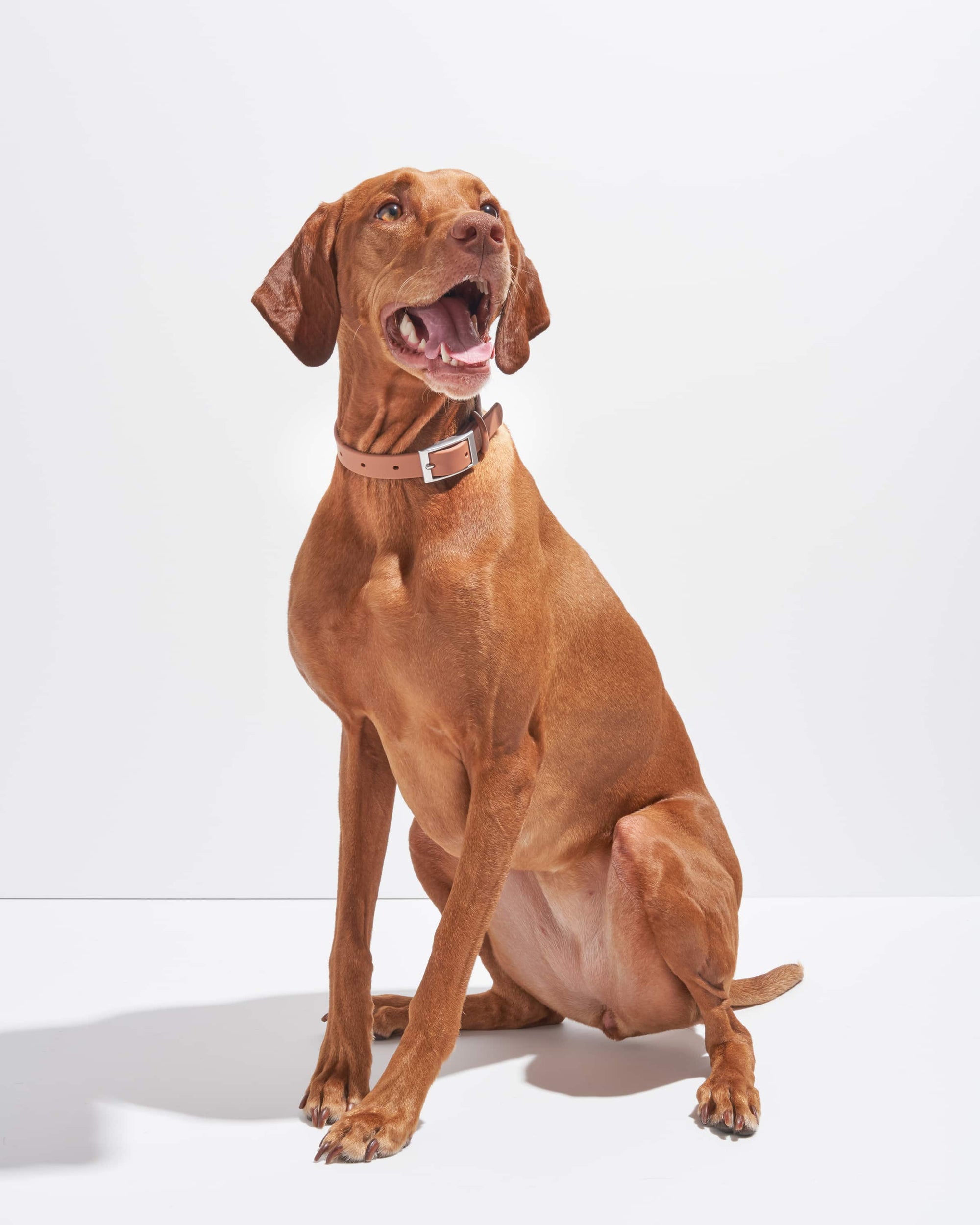 Adjustable Pet Collar – Durable &amp; Comfortable for Dogs &amp; Cats