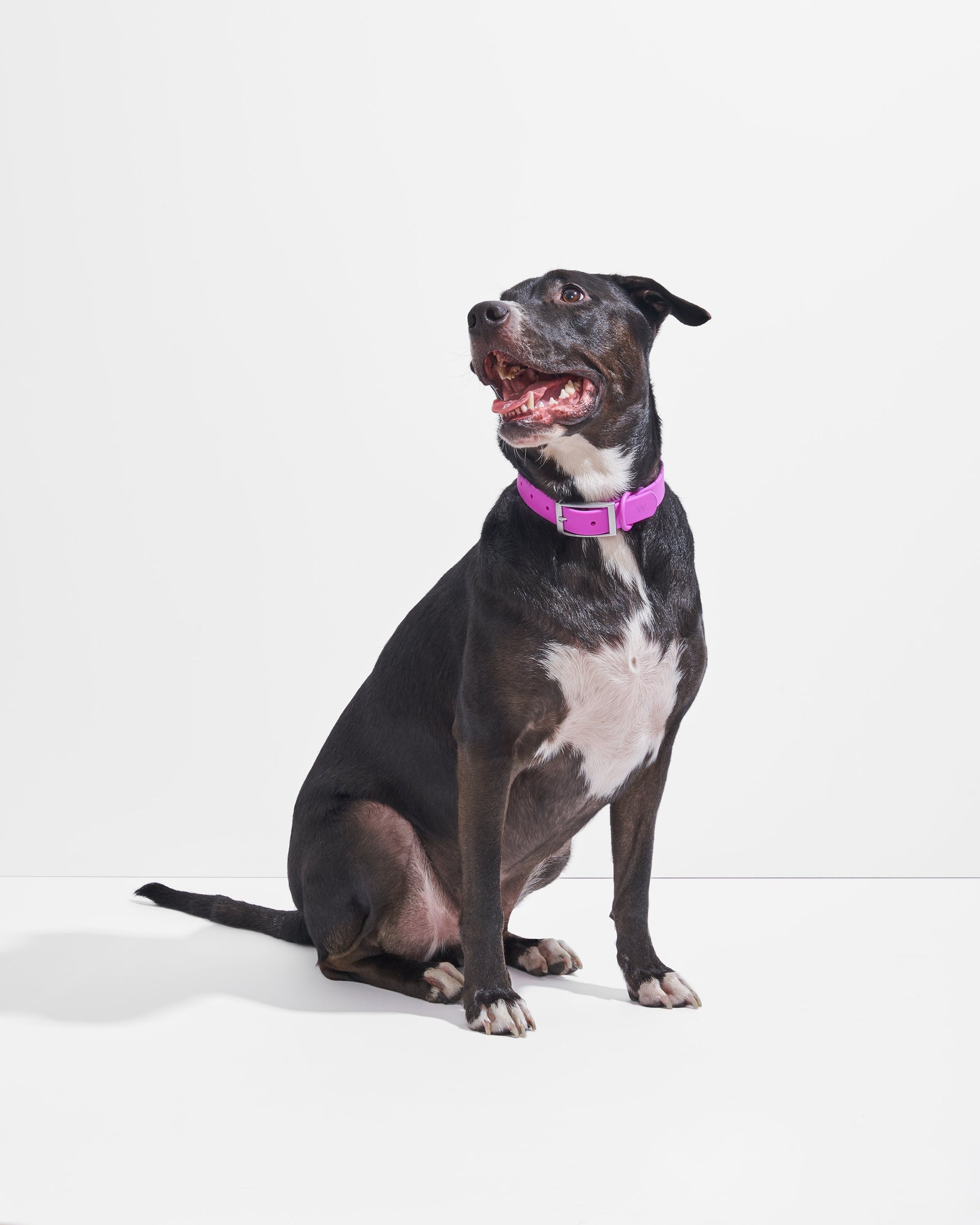 Adjustable Pet Collar – Durable &amp; Comfortable for Dogs &amp; Cats