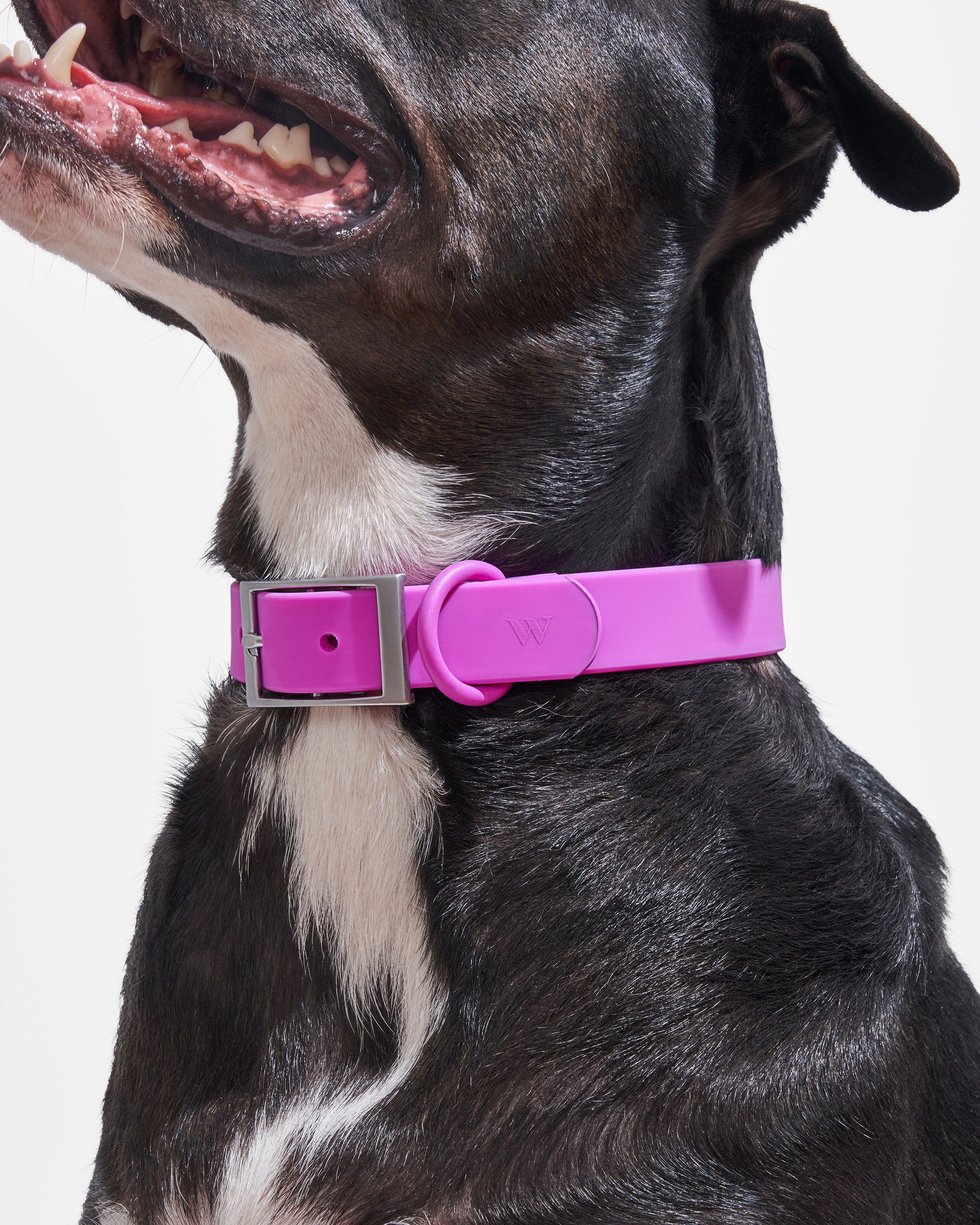 Adjustable Pet Collar – Durable &amp; Comfortable for Dogs &amp; Cats
