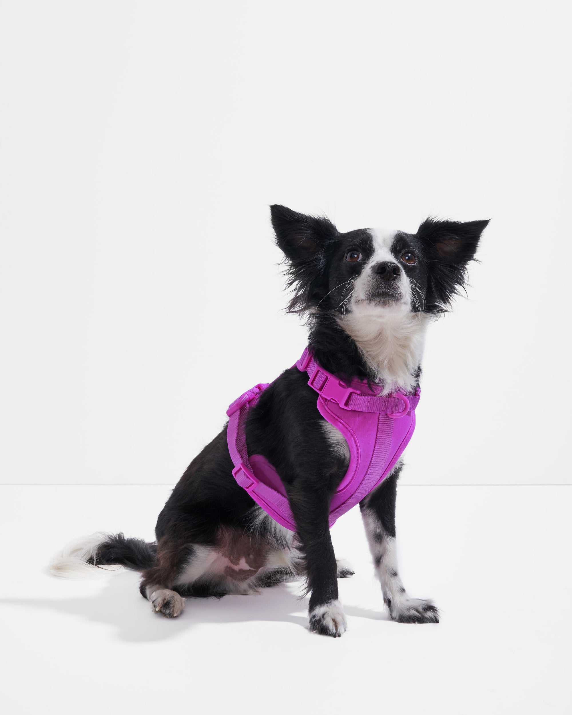 Adjustable Pet Harness – Comfortable &amp; Secure for Dogs &amp; Cats