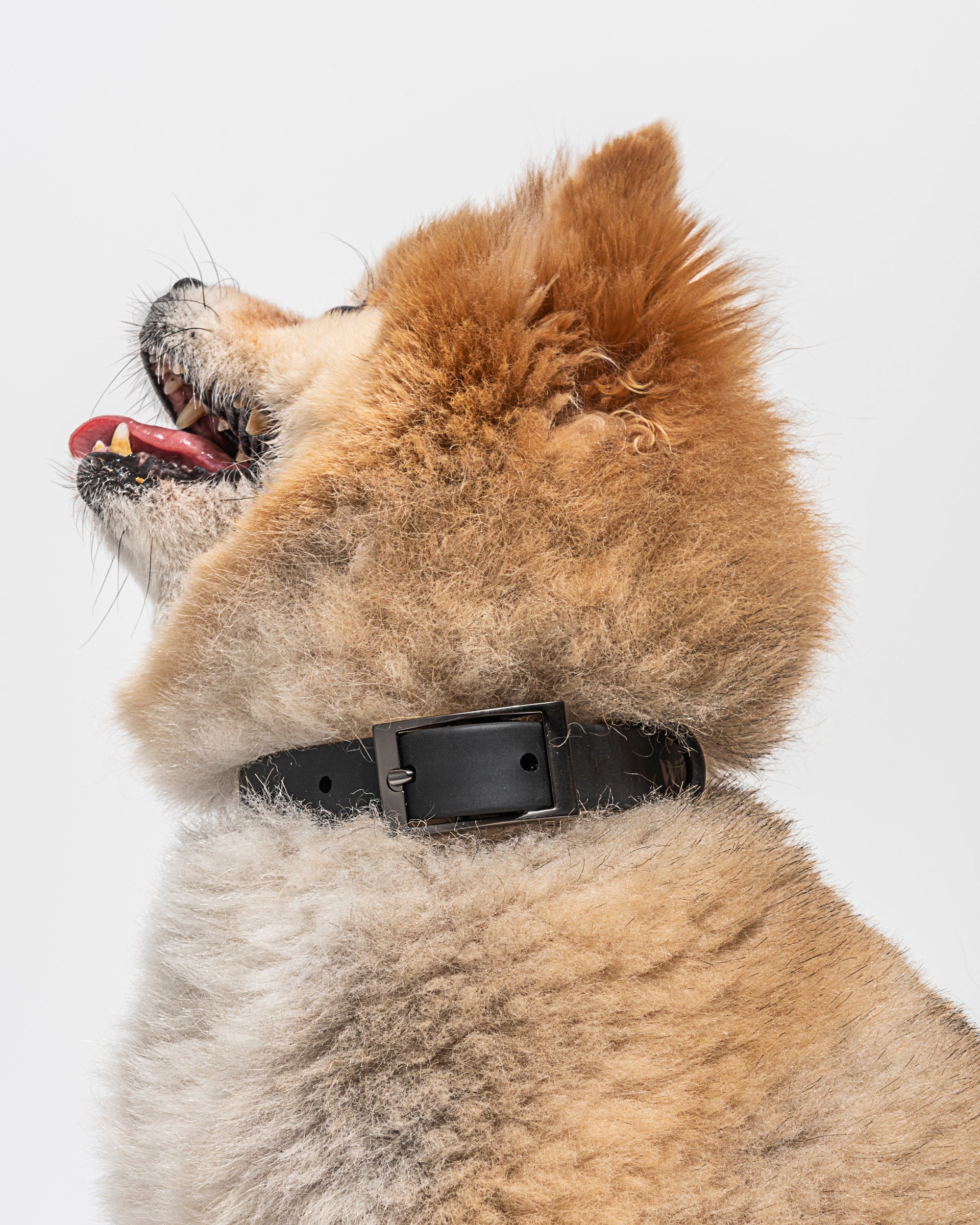 Hands-Free Collar Walk Kit - Pawhearth