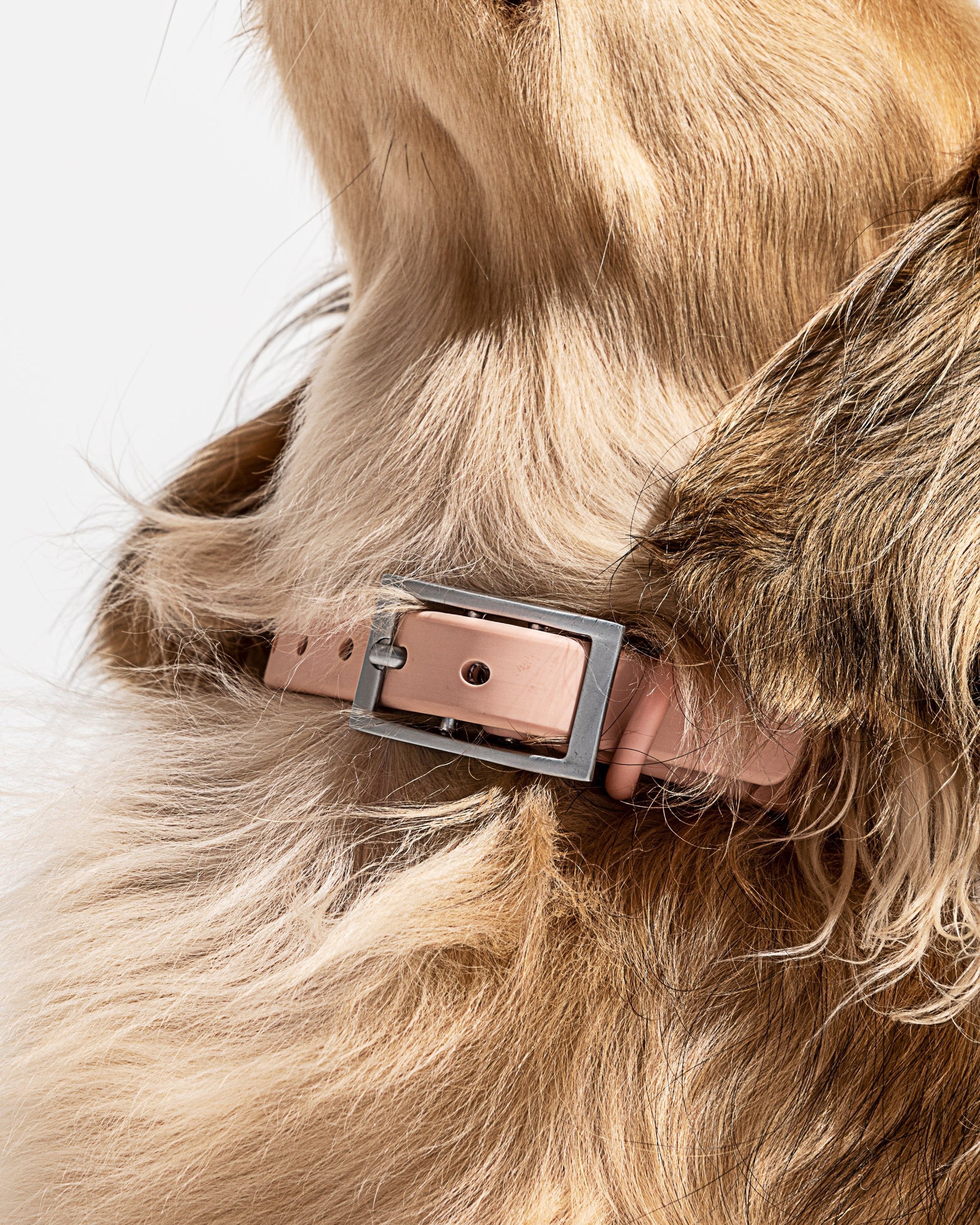 Adjustable Pet Collar – Durable &amp; Comfortable for Dogs &amp; Cats