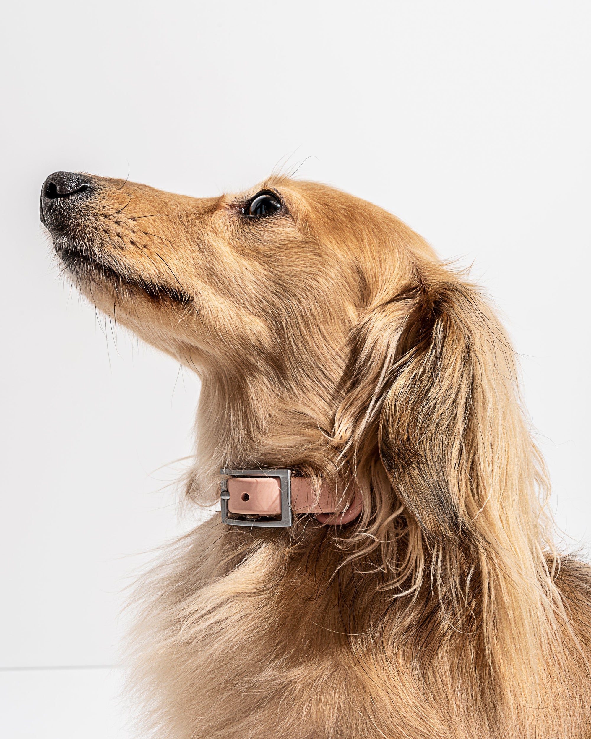 Hands-Free Collar Walk Kit - Pawhearth