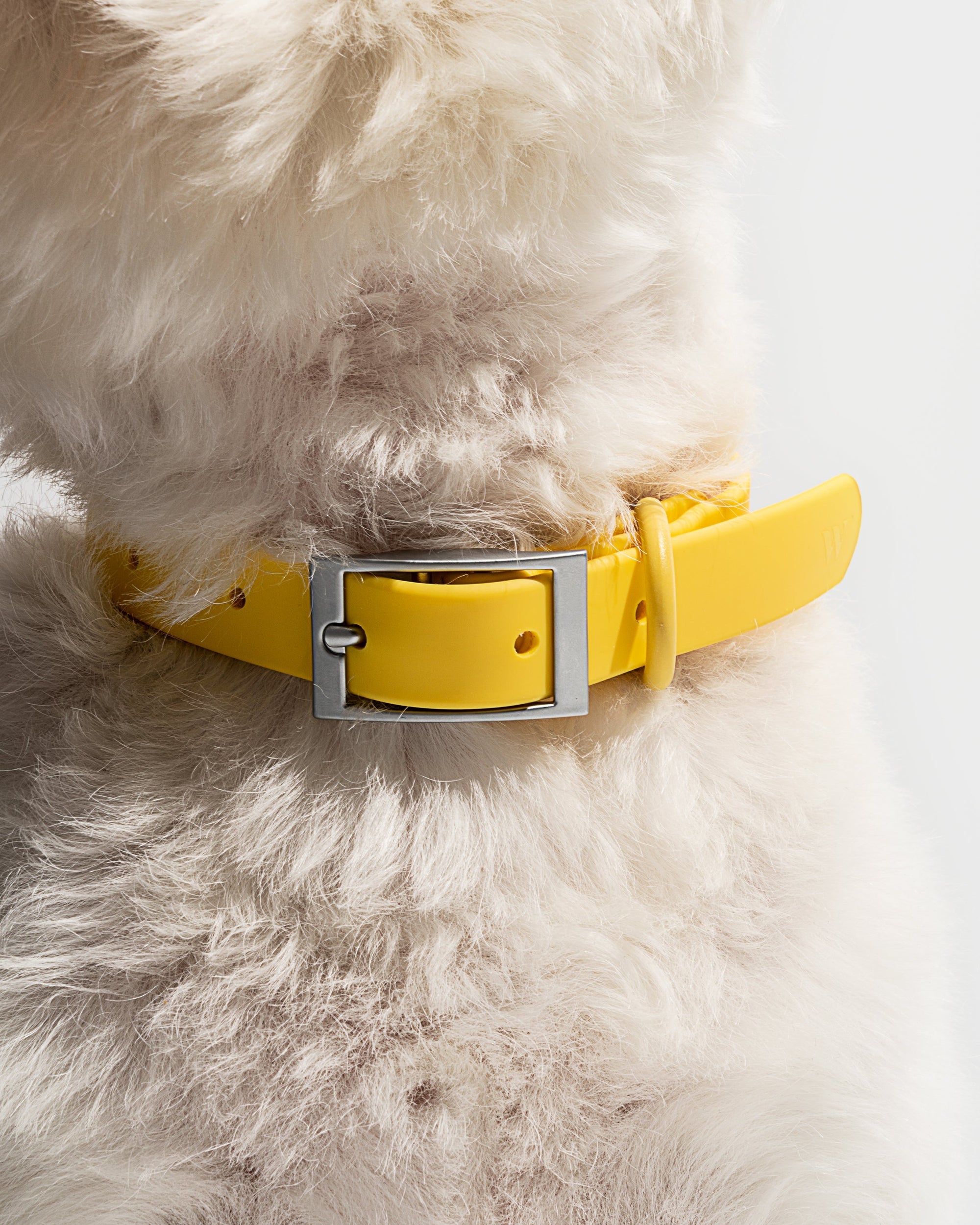 Adjustable Pet Collar – Durable &amp; Comfortable for Dogs &amp; Cats