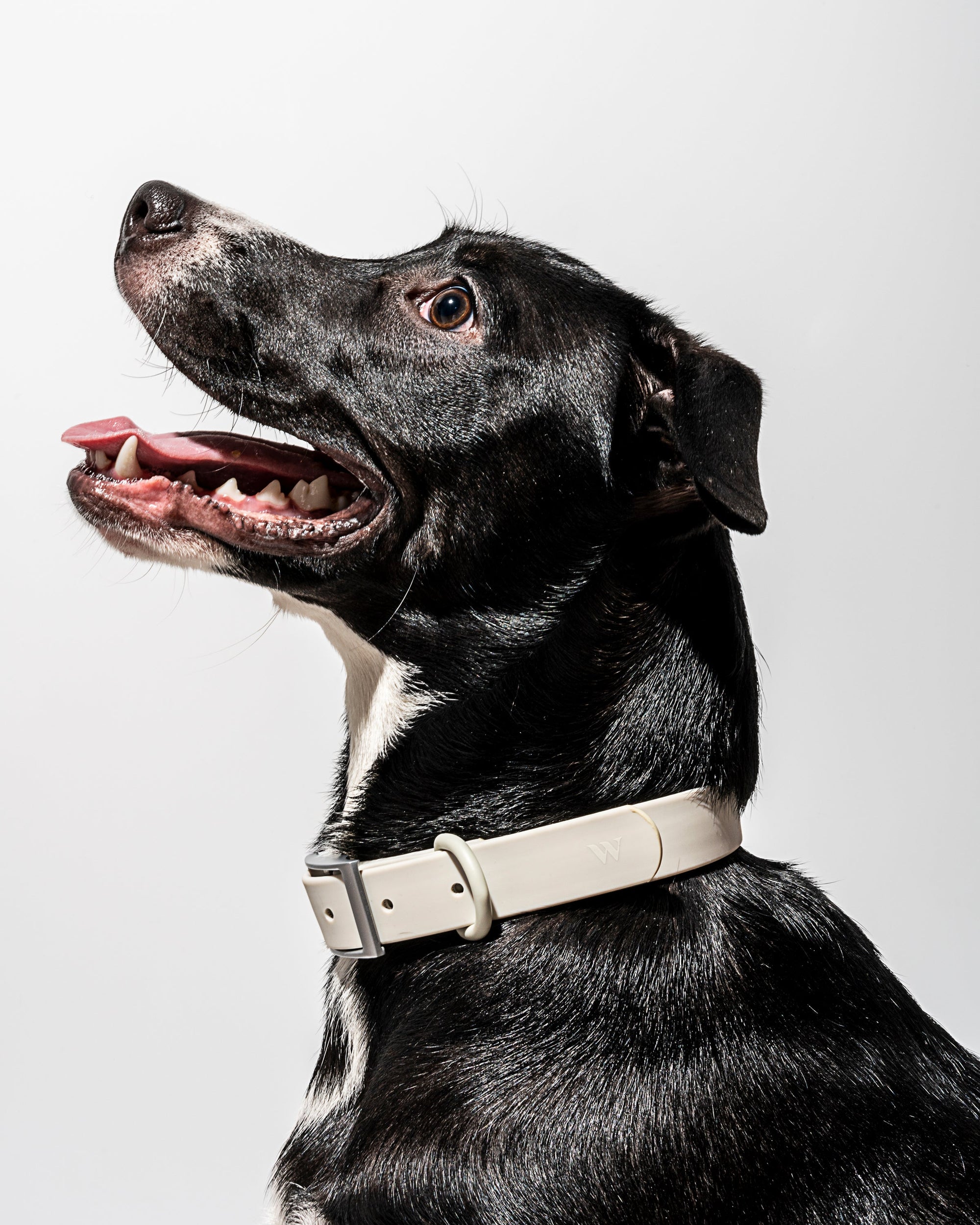Adjustable Pet Collar – Durable &amp; Comfortable for Dogs &amp; Cats