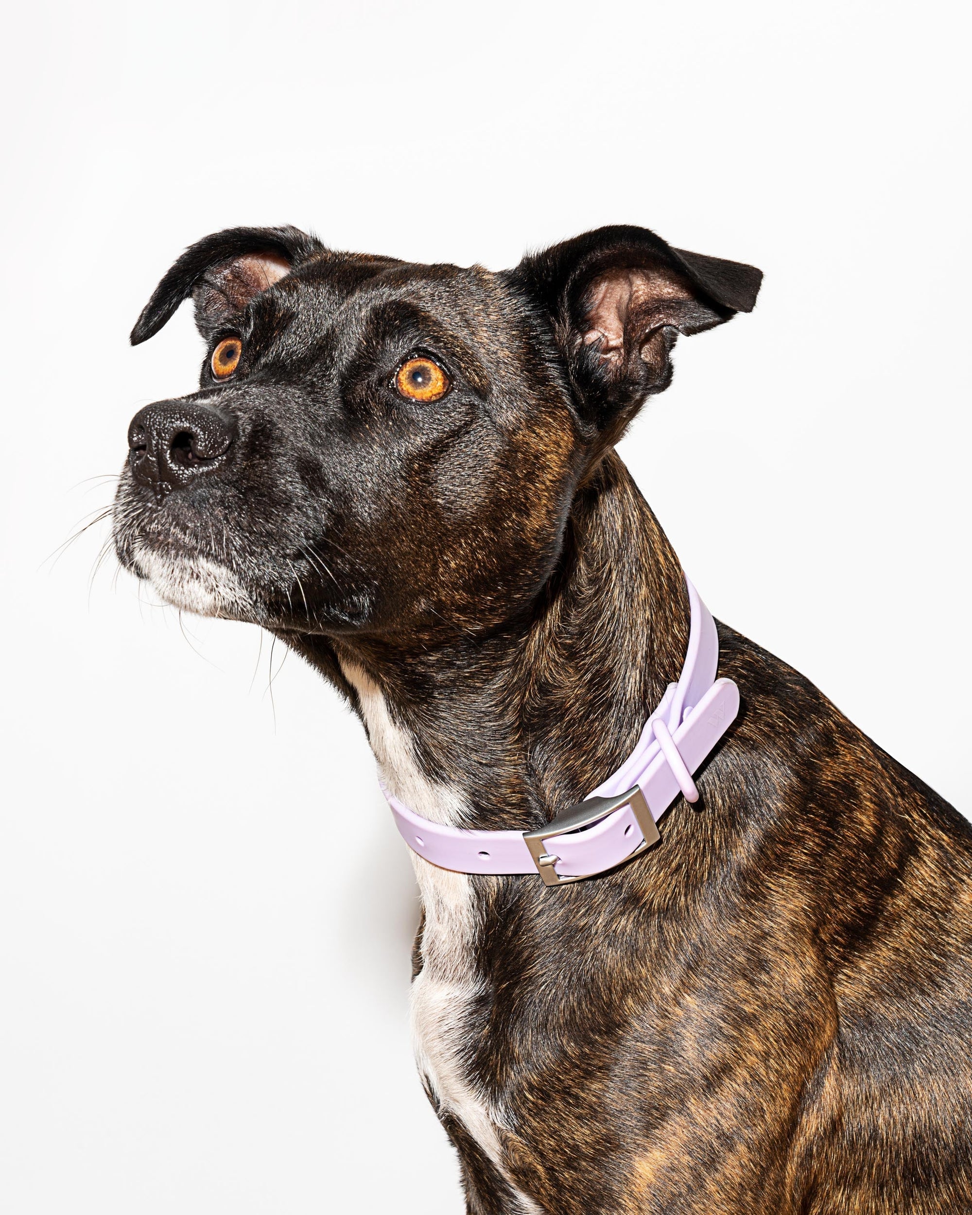 Adjustable Pet Collar – Durable &amp; Comfortable for Dogs &amp; Cats